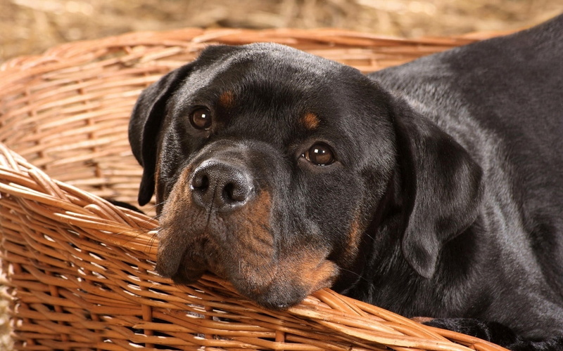 small, brown, purebred Dog, close-up, cute, friendship, muzzle, pets, portrait, looking, mammal, basket, black Color, day, animal, domestic, canine, puppy