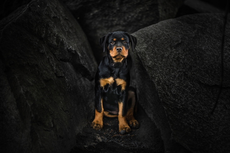 Rottweiler, 1080P, puppy, dog, look, stones