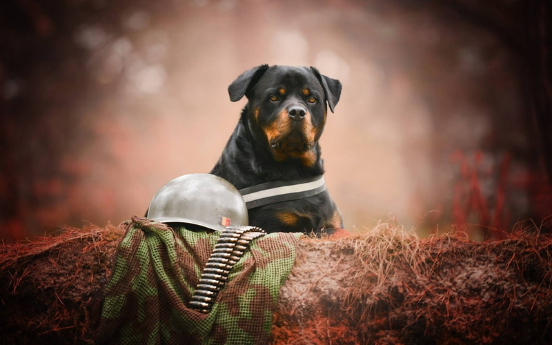 Dog, Dogs, Rottweiler, 1080P