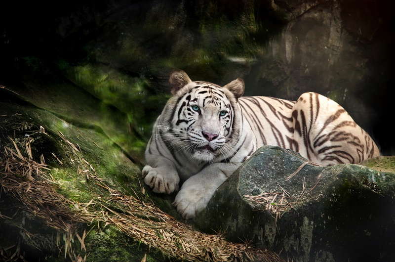 predator, blue, albino, 1080P, white, tiger