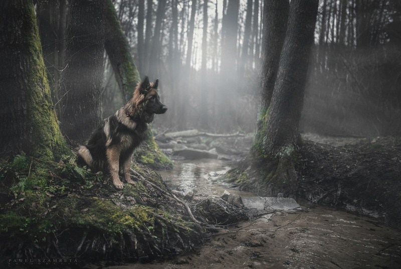 moss, animal, forest, pets, nature, plant, domestic animals, land, mammal, animals, no people, one animal, vertebrate, water, woodland, canine, 1080P