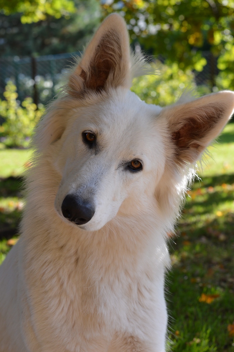 domestic animals, plant, domestic, close-up, white dog, 5K, vertebrate, photo, animal head, one animal, white color, shepherd, no people, adult, animal