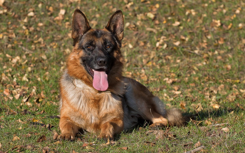 2K, shepherd, German Shepherd, Dog, german