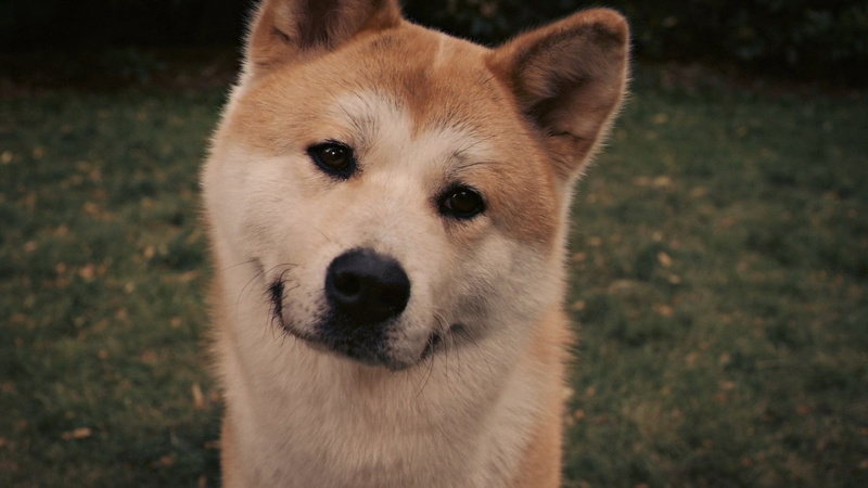 hachiko, eyes, grass, face, akita inu, dog, 1080P