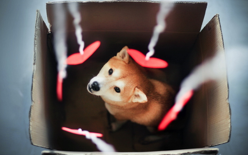 purebred Dog, focus on foreground, vertebrate, pets, chihuahua - dog, mammal, 2K, cute, akita inu, red, adult, sled Dog, looking, domestic Animals, one Animal