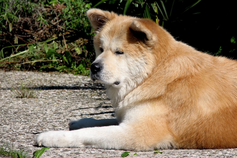mammal, domestic, brown, animal themes, dog, domestic animals, pets, animal head, no people, looking, bear, portrait, 2K, young Animal, carnivore, outdoors