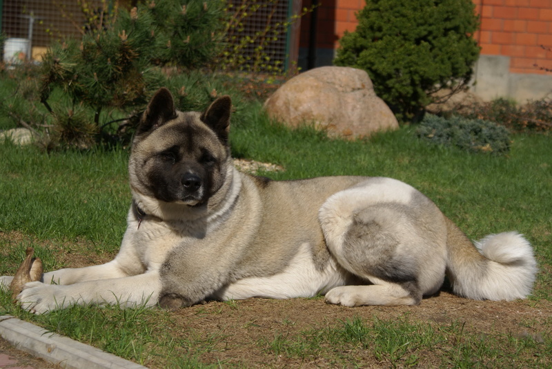 nature, purebred Dog, adult, one Animal, 4K, brown, canine, day, plant, playing, no People, outdoors, relaxation, american akita inu, cute, black, young Animal