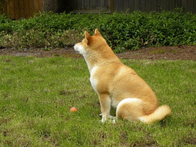 one animal, no people, close-up, field, whisker, 720P, inu, domestic animals, cute, animal themes, green color, shiba, plant, akita inu, domestic, young Animal