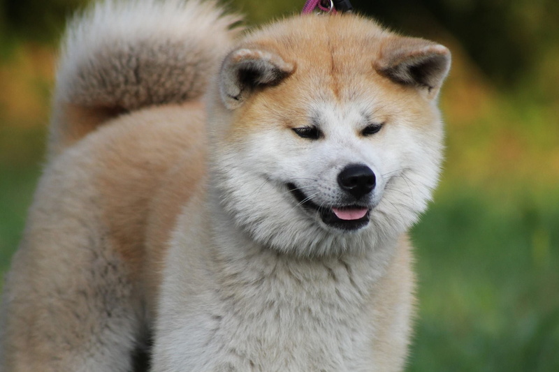 animal, photography, japanese akita, canine, dog, mammal, animal wildlife, inu, looking at camera, vertebrate, brown, no people, shiba, animal themes, day