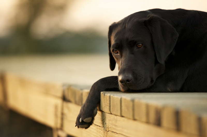 dog, vertebrate, young Animal, no People, portrait, pets, selective focus, labrador Retriever, animal themes, domestic Animals, relaxation, weimaraner