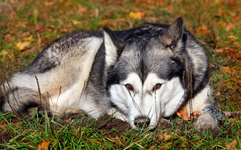 love, cute, black, grass, beautiful, park - Man Made Space, animal themes, 2K, fur, siberian, husky, dog, portrait, cheerful, one animal, brown, day, lie down