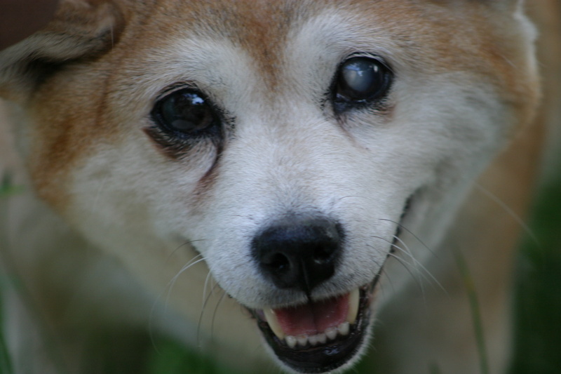 animal, looking at camera, pets, portrait, one animal, shiba, domestic, mouth open, shiba inu, animal nose, inu, animal eye, domestic animals, adult, puppy