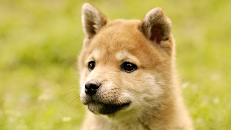 domestic Animals, grass, mammal, outdoors, green Color, vertebrate, purebred Dog, dog, animal Nose, young Animal, canine, day, survival, animals in the wild