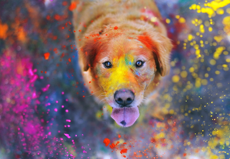 dust, tongues, bokeh, colorful, animals, 1080P, paint splatter, looking at viewer, looking up, dog, Labrador Retriever, photography