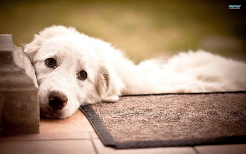 large, labrador retriever, animal, laying down, retriever, 1080P, furry, labrador, sweet, creme colored, animals, loyal