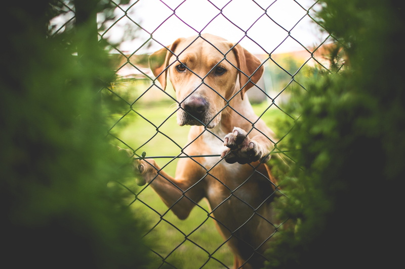 selective focus, domestic, no people, looking, one animal, animal, dog, pets, behind, friendship, plant, domestic Animals, german shepherd, animal themes