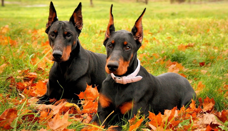 mammal, dobermans, summer, tan, no people, black Color, cute, lie, leaves, black, couple, looking, domestic Animals, plant, two, looking at camera, portrait