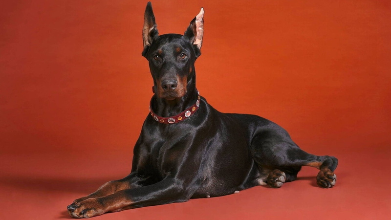 portrait, animal Ear, domestic Animals, purebred Dog, 1080P, obedience, people, looking, looking at camera, one Animal, pinscher, animal Head, miniature Pinscher