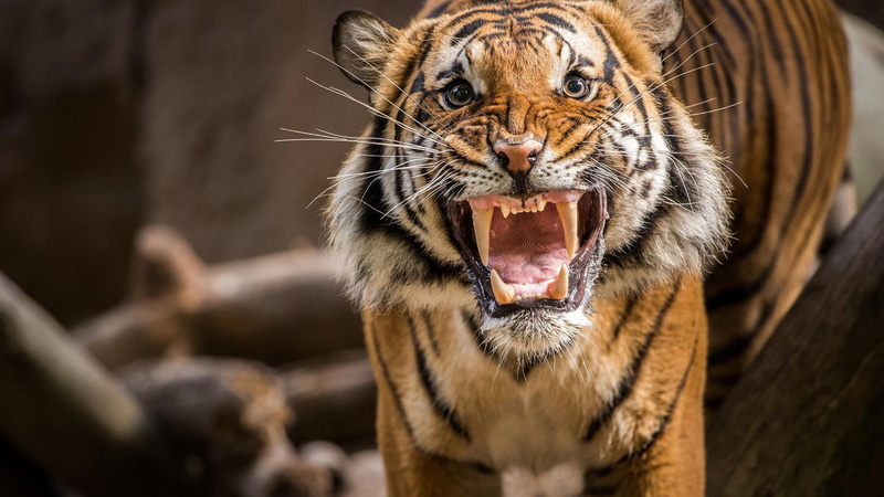 black background, animals, hunting, animals in the wild, anger, brown, 1080P, animal, close-up, no people, cat, tiger, aggression, animal body part, mouth