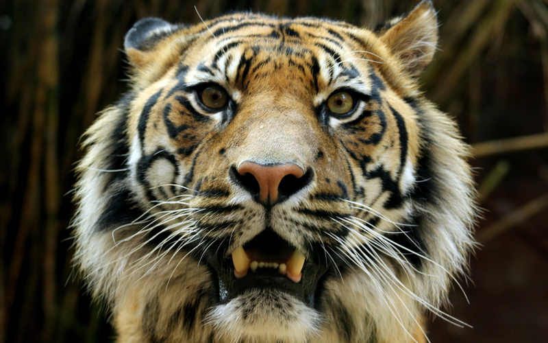 aggression, animal body part, portrait, print, striped, anger, mammal, tiger, animal themes, focus on foreground, one animal, no people, animal head, mouth open