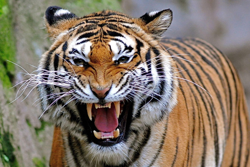animals, eyes, orange, animal, tiger, angry, 1080P