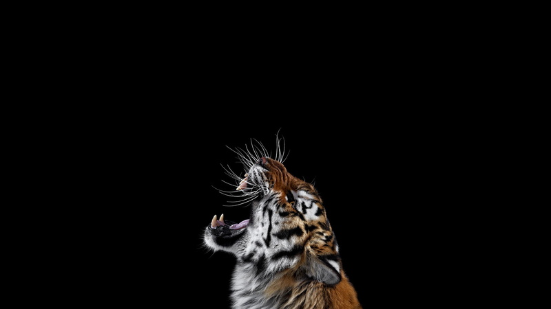 2560x1440, tiger, angry, background, 2K, photography