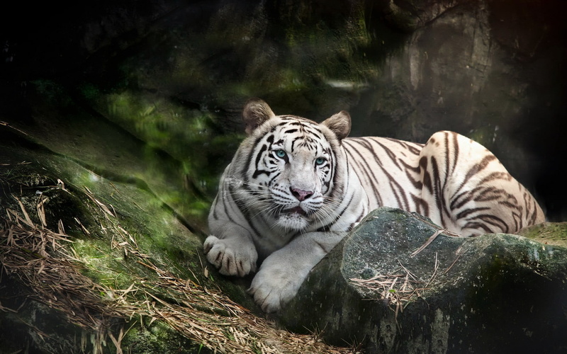 two, vertebrate, nature, gray, animal markings, white tiger, carnivora, plush, animal, one animal, relaxation, animal themes, toys, big cat, 1080P, animal wildlife