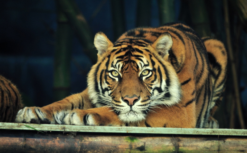 mammal, focus on foreground, animals in captivity, undomesticated cat, one animal, feline, Panthera, whisker, relaxation, sumatra, no people, sumatran
