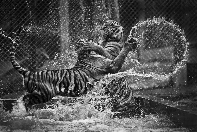 tiger, zoo, monochrome, animal, vertebrate, nature, water, 5K, black Color, outdoors, animal wildlife, mammal, tigers, black And White, animal themes