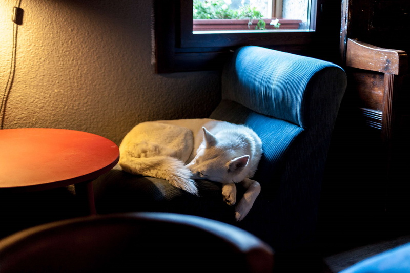 armchair, small, dog, animal themes, sofa, repos, whisker, seat, cozy, domestic animals, blanc, fourrure, fauteuil, rest, napping, 4K, one animal, nap