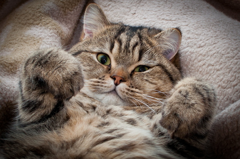 beautiful, cute, animal themes, brown, human Face, purebred Cat, domestic Animals, sleeping, thick, fluffy, paw, mammal, feline, sofa, domestic, animal