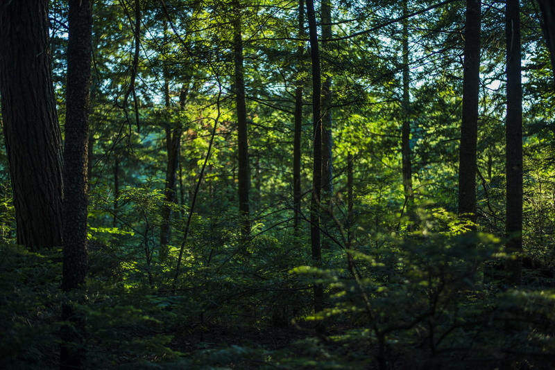 1080P, tree, environment, day, scenics - nature, nature, growth, lush foliage, beauty in nature, thick, plant, Backgrounds, woodland, photo, Earth, tree trunk