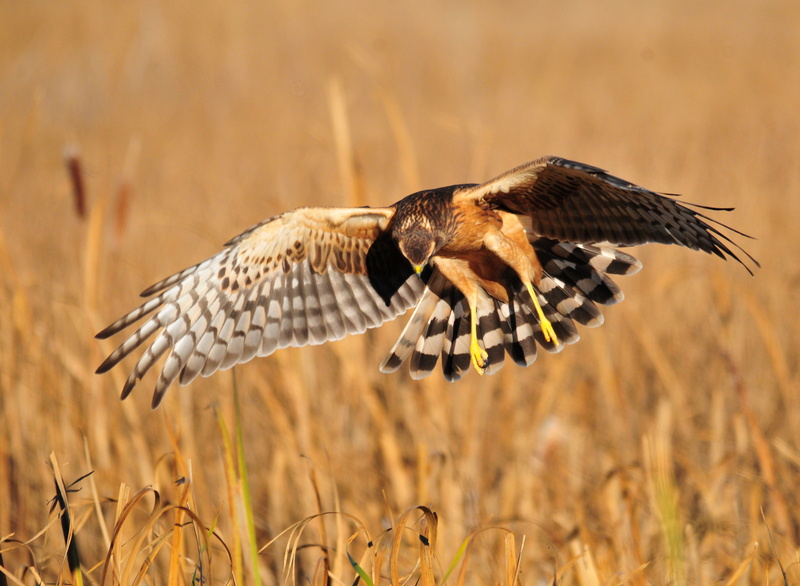 animal, carnivore, refuge, nature, USFWS, brown, wildlife, bird, NWR, national, Northern Harrier, Seedskadee National Wildlife Refuge, northern, animals In The Wild
