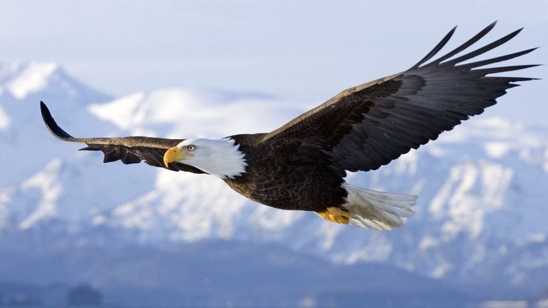Vuelo, 1080P, Ave, real, Animales, aguila, Rapaz