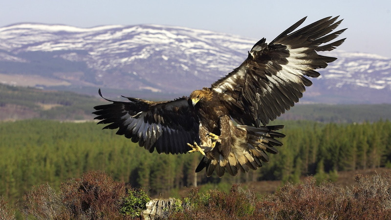 720P, real, aguila, ave, ataque, animales