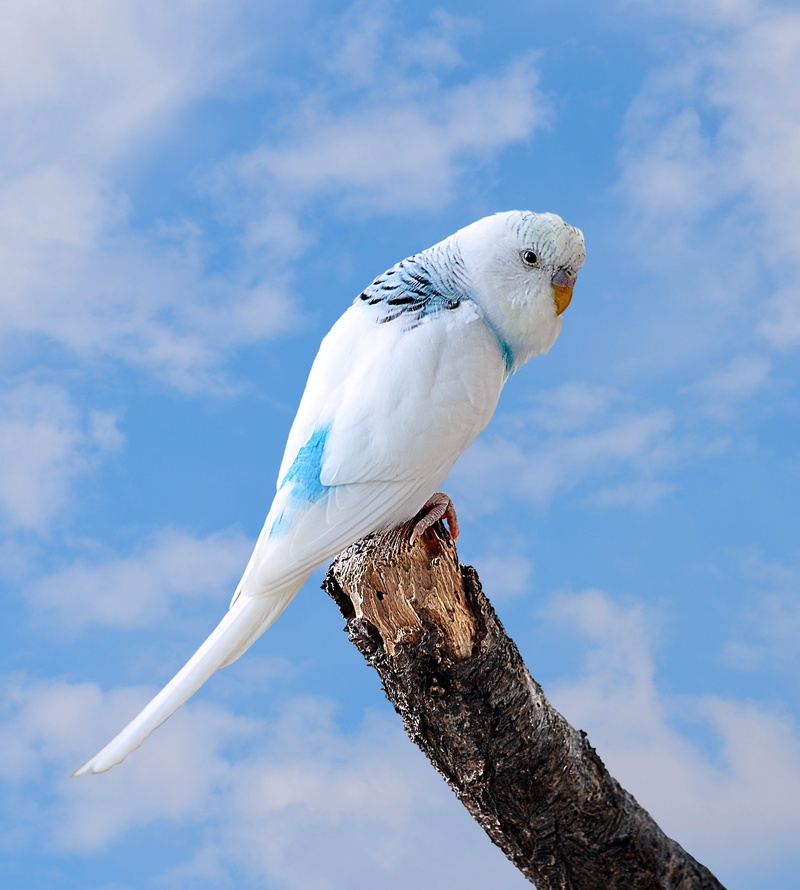 day, little bird, ave, animal, perching, vertebrate, one animal, white color, budgie, nature, blue, animals in the wild, animal wildlife, tree, sky, outdoors