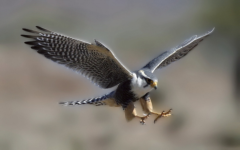 ave, day, bird, motion, 2K, animal, flying, bird of prey, falcon - bird, flapping, spread wings, rapaz, halcon, mid-air, full length, animals in the wild