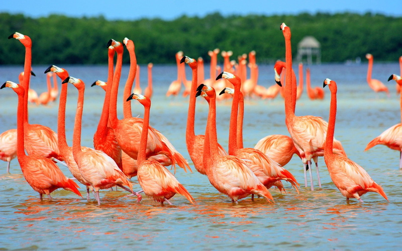 flamencos, manada, 720P, animales, aves