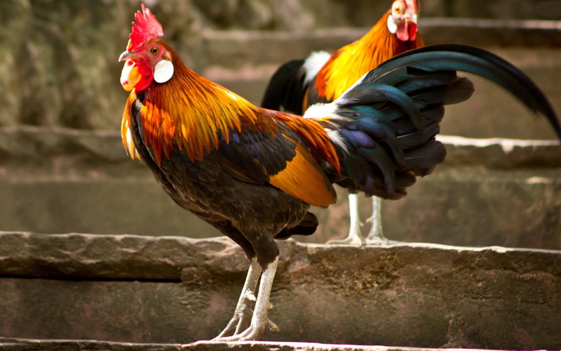 focus on foreground, chicken, no people, domestic, outdoors, mammal, male animal, gallos, pets, livestock, one animal, rooster, animal, animales, 1080P