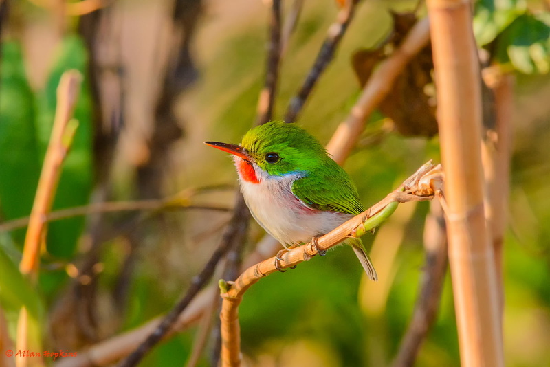 Valle, beak, endemic, Ancón, nature, small, perchin, phylum, 720P, tody, Chordata, Cuban Tody, wildlife, taxonomy, class, subphylum, CUTO, binomial, Pinar del Rio  Cuba