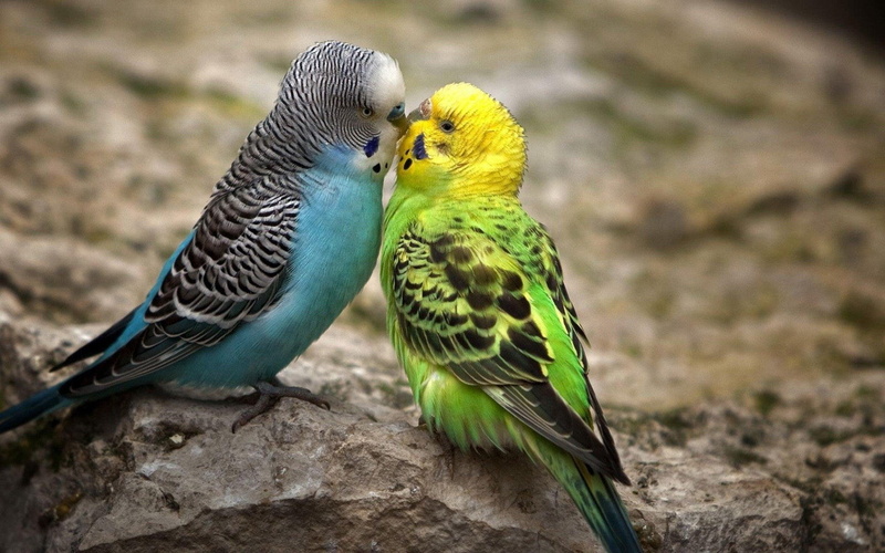 togetherness, nature, no people, animals in the wild, two animals, outdoors, bird, day, focus on foreground, periquitos, Animales, group of animals, budgerigar
