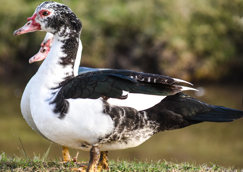 duck, waterfowl, animal wildlife, land, grass, day, animal, poultry, feather, plant, close-up, one animal, fauna, field, focus on foreground, animal themes