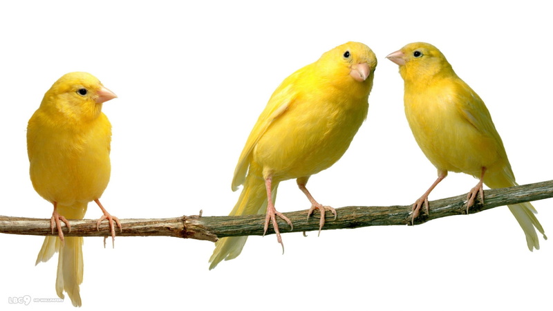 aves, canarios, 1080P, animales, amarillos