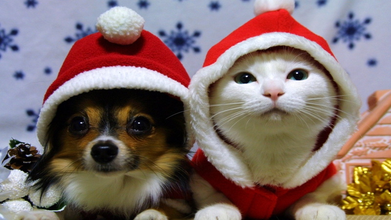 domestic, no people, Santa Hat, one animal, pets, 1080P, hat, Christmas, celebration, clothing, pet clothing, canine, looking at camera, small, Dog, portrait