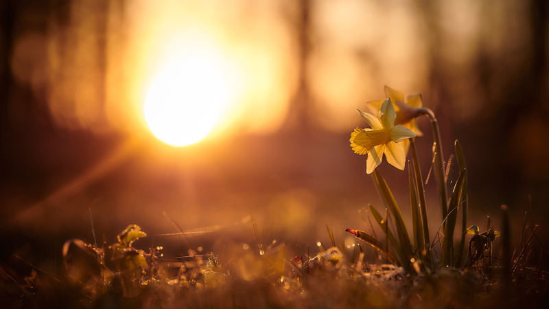 the sun, flowers, sunset, spring, nature, background, daffodils, 4K, glade, yellow, light, rays, bokeh