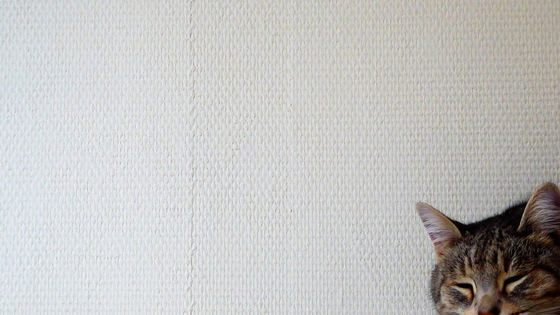 domestic, one animal, portrait, monalisa, domestic animals, vertebrate, feline, 2K, indoors, copy space, cat, animal eye, whisker, pets, no people, close-up