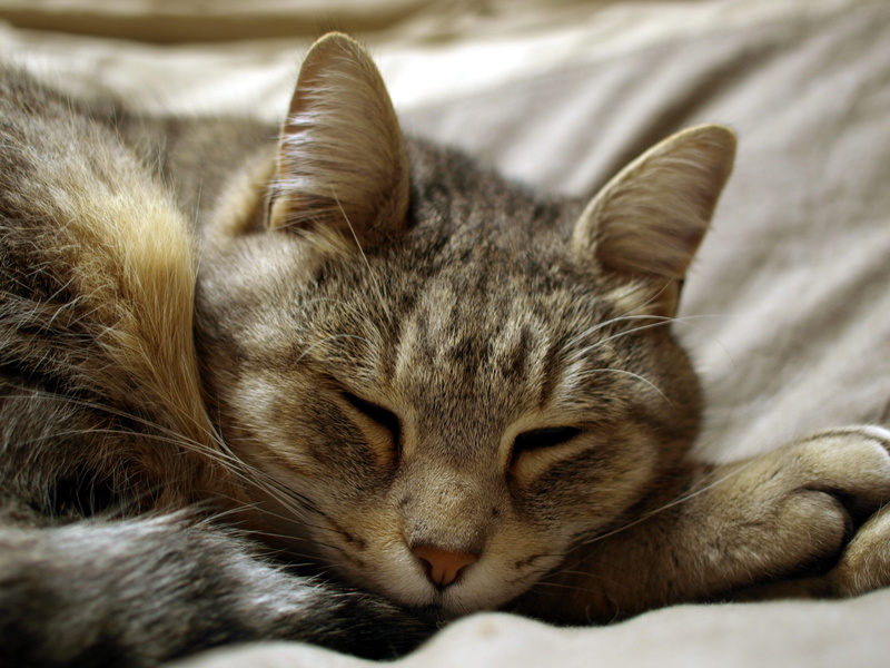 2K, monalisa, animal themes, sleeping, close-up, mammal, no people, one animal, cat, domestic, vertebrate, feline, animal, furniture, pets, eyes closed