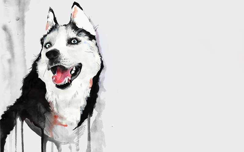 illustration, husky, artistic, black, siberian, 1080P, 1920x1200, drawing, white