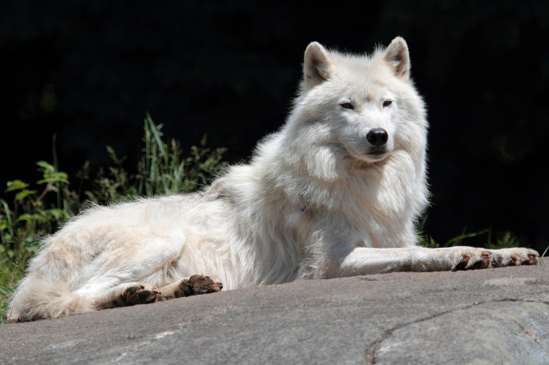 wolf, predator, white, 1080P, animals, arctic, beauty