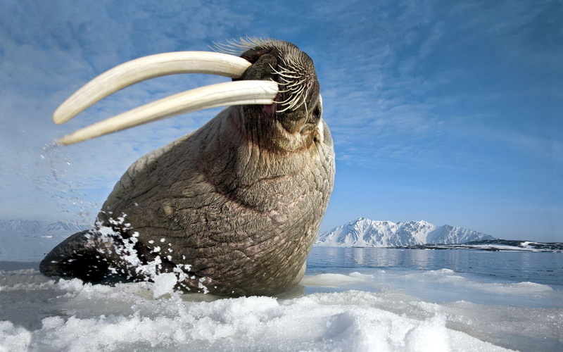 Ocean, Arctic, Walrus, 1080P